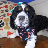 Nimue Cocker Spaniel 02