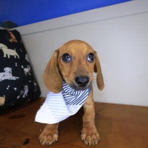 Nugget Dachshund 01 Nugget Dachshund 01