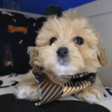 Oscar Maltipoo 03