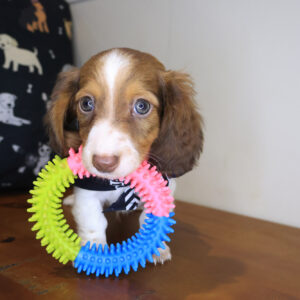 Otis Dachshund 01 Otis Dachshund 01