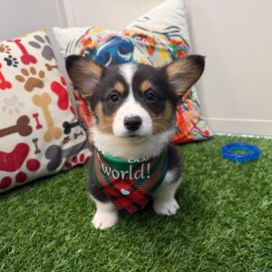 Pablo American Corgi 01 Pablo American Corgi 01