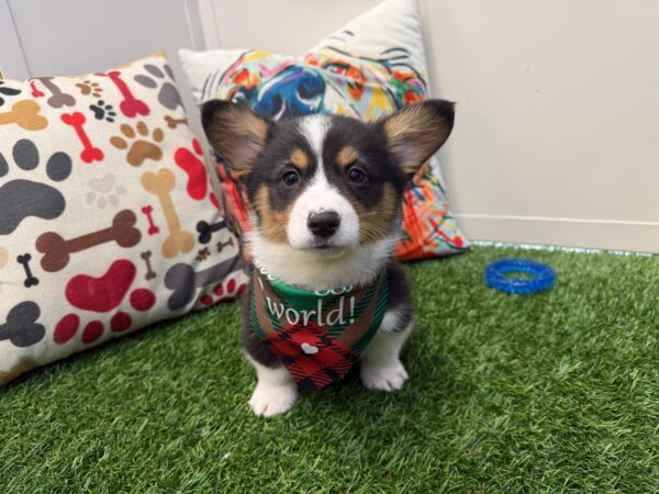 Pablo American Corgi 01
