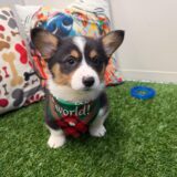 Pablo American Corgi 03
