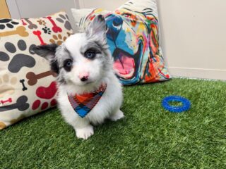 Paolo American Corgi 01