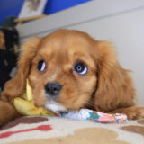 Peaches Cavalier King Charles Spaniel 02