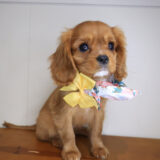 Peaches Cavalier King Charles Spaniel 03