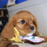 Peaches Cavalier King Charles Spaniel 04