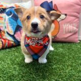Peaches Pembroke Welsh Corgi 01