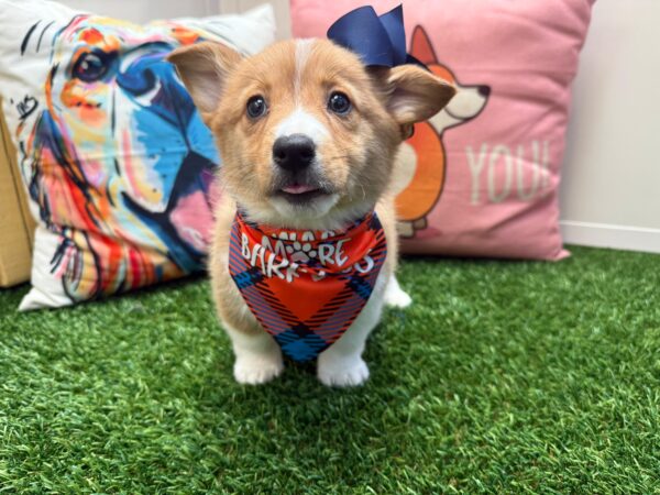 Peaches Pembroke Welsh Corgi 01