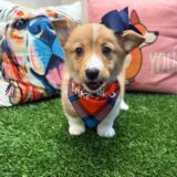 Peaches Pembroke Welsh Corgi 02