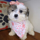 Penny Lane Teddy Bear 01