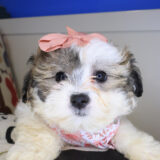 Penny Lane Teddy Bear 03