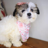 Penny Lane Teddy Bear 04