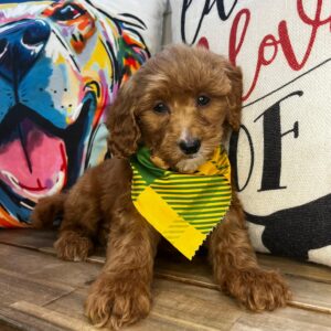 Pilger Goldendoodle 01