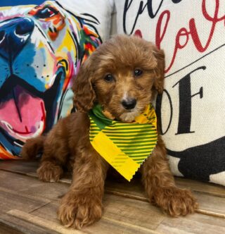 Pilger Goldendoodle 01