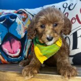 Pilger Goldendoodle 03