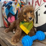 Pilger Goldendoodle 04