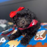 Pixie Bichapoo 01