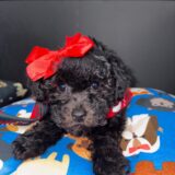 Pixie Bichapoo 02