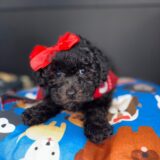 Pixie Bichapoo 04
