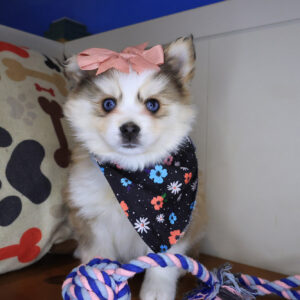 Pixy Pomsky 01 Pixy Pomsky 01