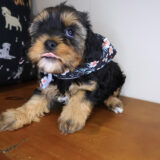 Polly Yorkiepoo 02