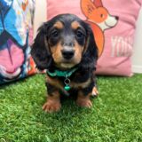 Pounce Dachshund 01