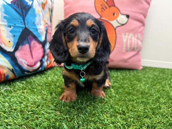 Pounce Dachshund 01