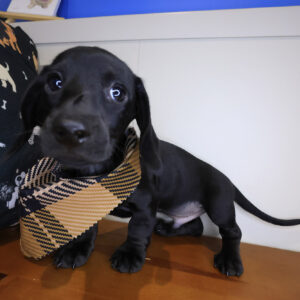 Putter Dachshund 01 Putter Dachshund 01