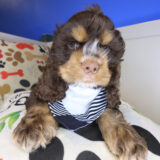 Quokka Cocker Spaniel 01