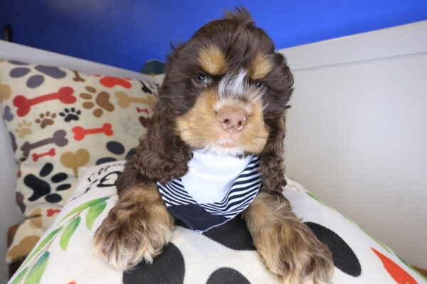 Quokka Cocker Spaniel 01