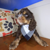 Quokka Cocker Spaniel 02