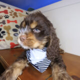 Quokka Cocker Spaniel 04