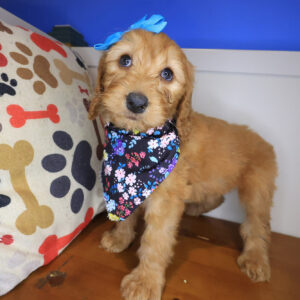 Raspberry Goldendoodle 01 Raspberry Goldendoodle 01