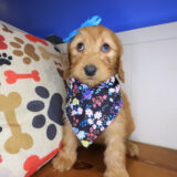 Raspberry Goldendoodle 04