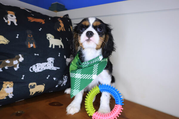 Ridge Cavalier King Charles Spaniel 01
