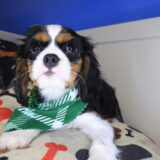 Ridge Cavalier King Charles Spaniel 02