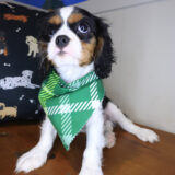 Ridge Cavalier King Charles Spaniel 03