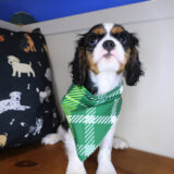 Ridge Cavalier King Charles Spaniel 04