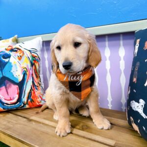 Ryder Golden Retriever 01 Ryder Golden Retriever 01