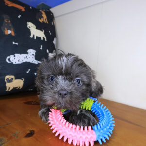 Ryder Shih Tzu 01 Ryder Shih Tzu 01