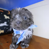 Ryder Shih Tzu 04