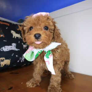 Sally Poodle 01 Sally Poodle 01