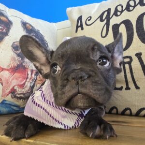 Sasha French Bulldog 01 Sasha French Bulldog 01
