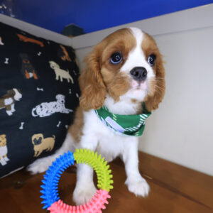 Sheriff Cavalier King Charles Spaniel 01 Sheriff Cavalier King Charles Spaniel 01