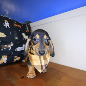 Sherlock Dachshund 01 Sherlock Dachshund 01