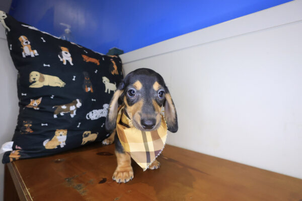 Sherlock Dachshund 01