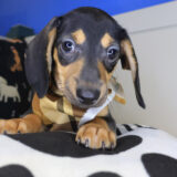 Sherlock Dachshund 03