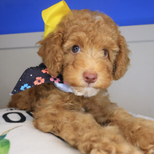 Smores Poodle 01 Smores Poodle 01