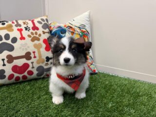 Sophie American Corgi 01